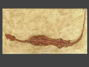 ◆希少 新説 ノトサウルス nothosaurus 化石レプリカ レジン製 博物館モデル ◆　