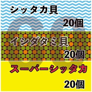 【各20匹 合計60匹】海水水槽コケ取り貝　3種セット　シッタカ　スーパーシッタカ　イシダタミ　★コケトリ貝