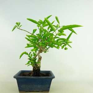 盆栽 真弓 樹高 約21cm まゆみ Euonymus sieboldianus マユミ 実物 紅葉 ニシキギ科 落葉広葉樹 観賞用 現品