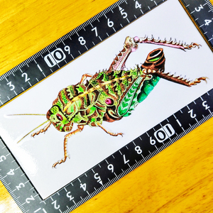 バッタ ステッカー13x5(cm) Grasshopper02　　 [ホッパー バッタ 昆虫 野生 自然 山 アウトドア]