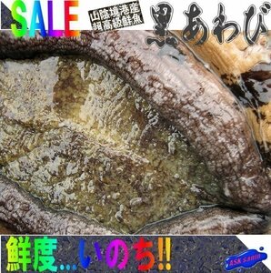 3箱】活きたまま直送!!「特大、黒あわび1kg以上」素潜りで採った、山陰境港産