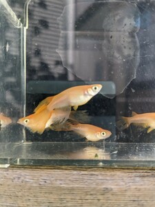 ☆紅帝　ヒレ長　スワロー　若魚10匹　2023年秋生まれ ラスト☆