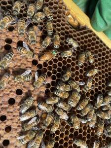 西洋蜜蜂　新女王3枚群　プラス蜜巣に新しい巣枠1枚　西洋ミツバチ　1