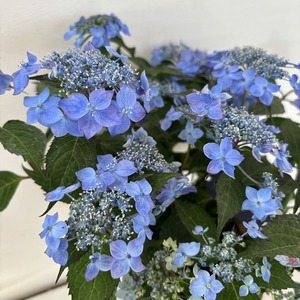 ●アジサイ●　藍姫　あじさい　紫陽花　5号鉢　鉢植えアジサイ
