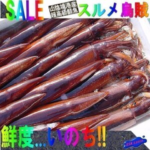 お刺身用「スルメ烏賊27尾で4kg」活冷凍品、-美しい釣り物