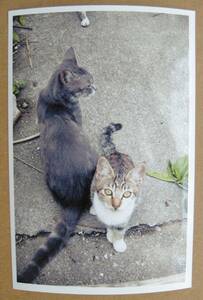 ■ 沖縄の猫 ■　KGサイズ 　ほぼハガキ大（自作品）