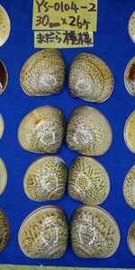 蛤　YS−0104−2　まだら模様　30mm26個　江戸前　貝合わせ　貝覆い　ハマグリ　貝殻　標本　材料