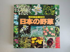 C9BΦω『山渓カラー名鑑 日本の野草』1991年 林弥栄 山と渓谷社