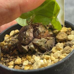 【鉢ごと発送】アフリカ型 亀甲竜 / Dioscorea elephantipes / 2.5号鉢 / 塊根・多肉植物【現品】 24-4-4-23