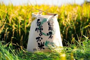 新米　農家直送　令和5年産　北海道　安田農場産 一等米　ゆめぴりか10kg玄米