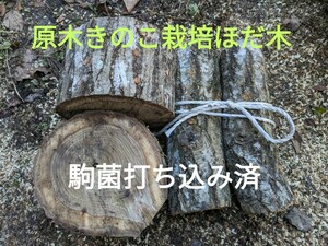 長野県産　原木きのこ栽培ほだ木　駒菌打ち込み済　4種類4本