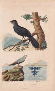 フランスアンティーク　植物画・ 博物画 『鳥類　GLaucupe　　』 多色刷り銅版画