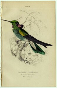 1865年 Jardine 手彩色 鋼版画 鳥類学 Pl.13 ハチドリ科 アオミミハチドリ属 シロハラハチドリ TROCHILUS PETASPHORUS 博物画