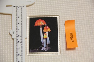 ひとよ茸ランプ エミール ガレ マグネット 検索 磁石 グッズ 観光 お土産 キッチン 北澤美術館 写真 日本製 ランプ
