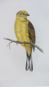 鳥の絵の額装品　キアオジ (Yellow Hammer)　木版画　木製フレーム　アンティーク　インテリア　送料無料