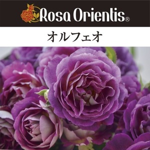 送料無料　オルフェオ　新苗4号鉢　　鉢植え バラ 薔薇 ロサ オリエンティス