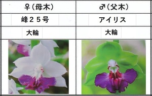 60えびね欄　４５４　峰２５号×アイリス　1-2作以降初花見込苗　山野草エビネラン