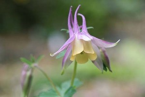 山野草　ダイセンオダマキ（蕾あり）苗