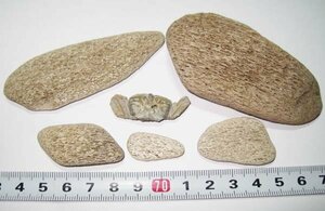 日本の化石　千葉県幕張のカニと骨片化石セット