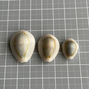 【 ハナビラダカラ 】② タカラガイ　貝殻　シェル　貝殻標本　標本　貝　shell ビーチコーミング　ハナビラ　海　美しい