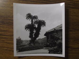 古写真　歴史資料　1949年9月長崎県長崎市グラバー園　蝶々婦人の庭園　マダムバタフライのガーデン　写真裏撮影年月日と英文　訳すると　