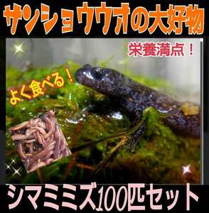 サンショウウオの大好物！よく食べます！栄養満点！新鮮！採れたて直送！シマミミズ100匹セット☆爬虫類の餌、亀の餌、観賞魚の餌、釣り餌