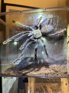 【♀確定】マレーシアンアースタイガータランチュラLS17cm程 ムカデセンチピードサソリカマキリマンティス蜘蛛ツリースパイダー奇蟲あり