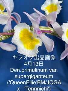 426 原種　デンドロビウム　プリムリナム　Den. primulinum var. super giganteum (