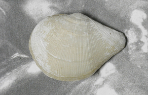 貝の標本 Acreuciroa rostrata 53.2mm.deep water. 台湾