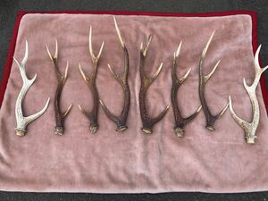 鹿の角 鹿角 アンティーク　コレクション　8本セット　最長54cm