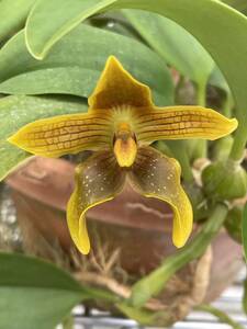 洋蘭　原種　バルボフィラム　bulbophyllum piestoglossum