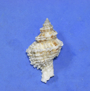 貝の標本 Latiaxiena fimriata 46mm.big 