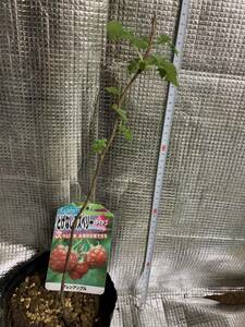 完全無農薬栽培ラズベリー苗　グレンアンプル2年生苗　おまけ付きぼかし肥料１００グラム　2