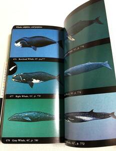 洋書 『The Audubon Society Field Guide to North American Fishes, Whales and Dolphins』 北アメリカ大陸　野外観察図鑑