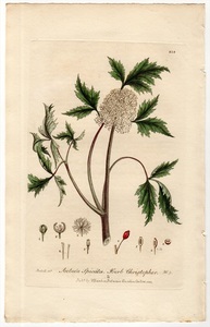 1837年 Baxter 手彩色 銅版画 Pl.218 キンポウゲ科 ルイヨウショウマ属 ACTAEA SPICATA