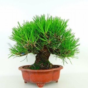 盆栽 松 黒松 樹高 約20cm くろまつ 高級盆栽 Pinus thunbergii クロマツ マツ科 常緑針葉樹 観賞用 小品 現品