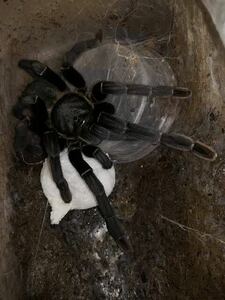 Haplopelma cf.minax Big Blackタランチュラ LS1cm程 ムカデセンチピードサソリヤスデミリピードカマキリマンティスヒヨケムシ奇蟲蜘蛛