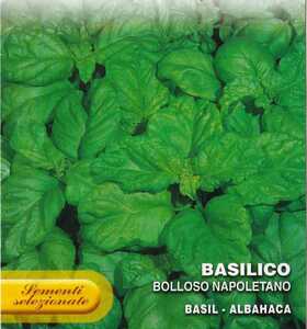 バジル ナポレターノの種子 50粒 BOLLOSO NAPOLETANO ダークグリーン 大葉タイプで風味抜群のバジル！
