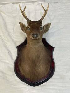 大サイズ 鹿 剥製 インテリア アンティーク 鹿の角 鹿角 置物 ディスプレイ 鹿の剥製 壁掛け オブジェ リアル 現状品