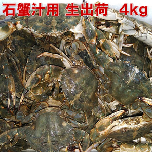 活梱包「生出荷！石蟹小サイズ４kg」 カニ汁用 蟹汁 味噌汁 中華料理 約80杯 イシガニ 蟹料理 蟹出汁ラーメンに！贈答に！