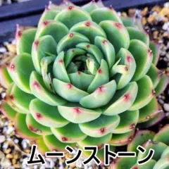 ムーンストーン　大１頭　エケベリア　多肉植物