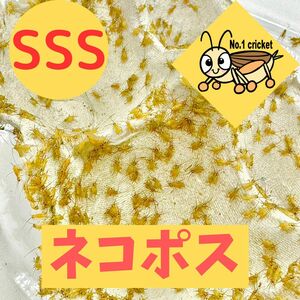 【SSSサイズ】350匹+20%　死着保証有　ヨーロッパイエコオロギ　ナンバーワンクリケット