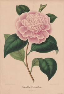 フランスアンティーク 博物画 植物画『Camellia3』 多色刷り石版画　ボタニカルアート