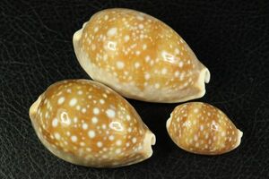ホシキヌタ　大小　3個セット　65.4~34㎜　タカラガイ　貝標本　貝殻