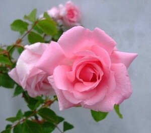 ★バラ苗★ＬＣｌ★　羽衣　◎透んだピンク色の花を枝一杯に咲かせる♪　７号
