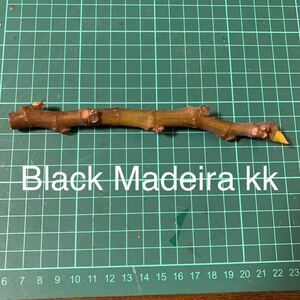 Black Madeira kk穂木 イチジク穂木 いちじく穂木 