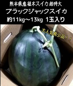 《1スタ!!!!!!送料無料◎》 熊本県産 植木スイカ 超特大 ブラックジャックスイカ 約11~13kg 1玉入り 