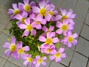 Oxalis obtusa Large Formの球根