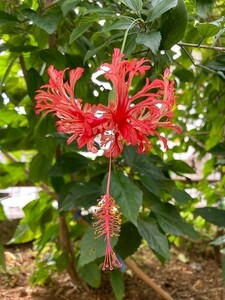 植物 ハイビスカス（風鈴仏桑花）挿し穂　5本