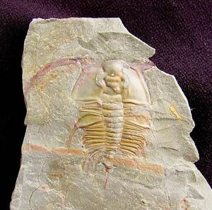 ブリストリア・インソレンス　ネガポジありのほぼ完全体化石　カンブリア紀三葉虫最希少種　カリフォルニア州産